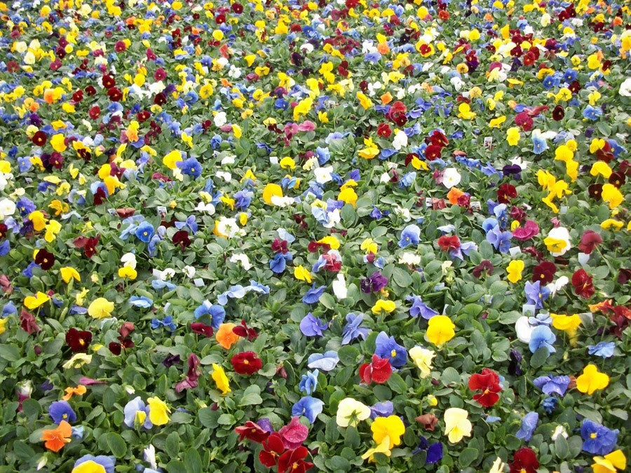 Delta Pure Color Mix