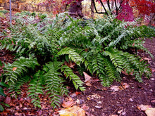 Load image into Gallery viewer, cyrtomium falcatum 'rochfordianum' HOLLY FERN