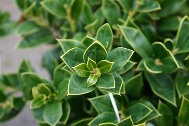 ilex cornuta ‘carissa’ CARISSA HOLLY