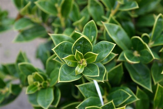 ilex cornuta ‘carissa’ CARISSA HOLLY