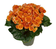 Load image into Gallery viewer, Begonia Hiem Batik Orange (4.5&quot; Pot)