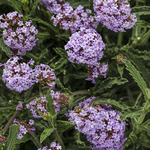 Meteor Shower Verbena