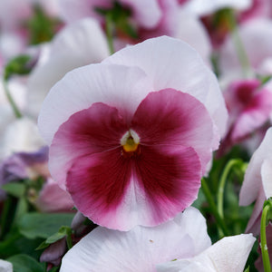 Viola Colormax Beacon Rose