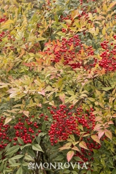 nandina domestica HEAVENLY BAMBOO