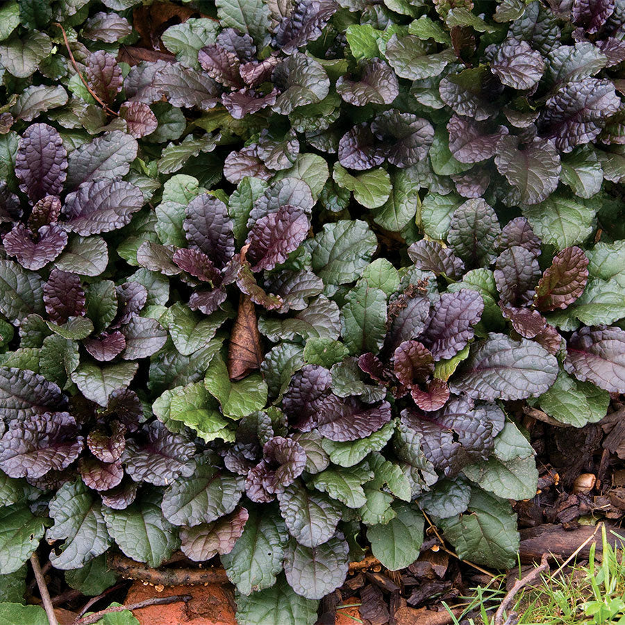 Ajuga Chocolate Chip (2.5")