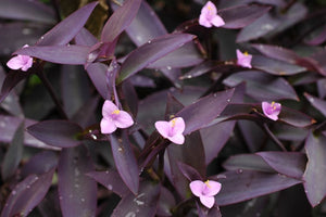 Setcreasea Purple Queen (4" Pot)