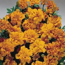 Marigold Safari Tangerine (6-06 Pack) (Shipped)