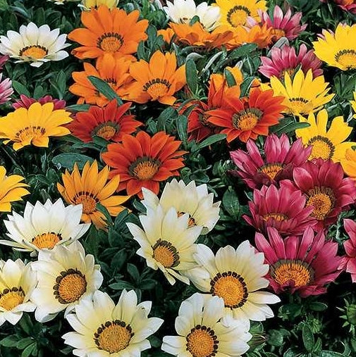 Gazania Kiss Mix (4.5" Pot)