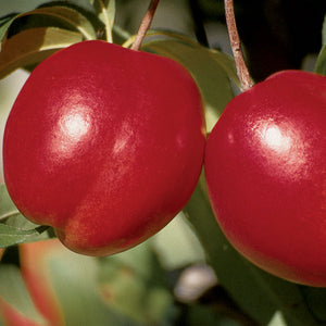 Nectarine Crimson Snow Tree (5 Gallon)