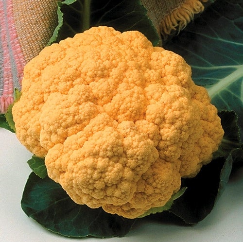 Cauliflower Cheddar (3.5") (Shipped)