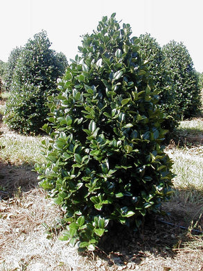 ilex cronada ‘liberty’ LIBERTY HOLLY