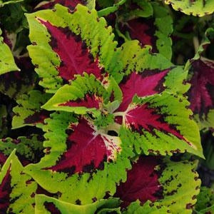 Coleus Kong Jr. Rose (4.5" Pot)
