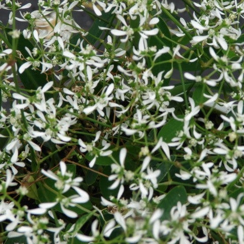 Euphorbia Diamond Frost 4.5" (PW) (SHIPPED)