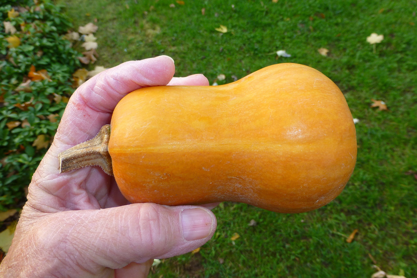 Honeynut Butternut Squash