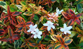 abelia x grandiflora KALEIDOSCOPE ABELIA 