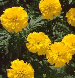 Marigold Bonanza Yellow (6-06 Pack) (Shipped)
