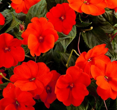Sunpatiens Compact Electric Orange (4.5" Pot)