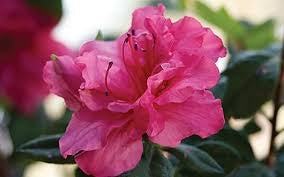 azalea x ‘encore’ AUTUMN ROUGE