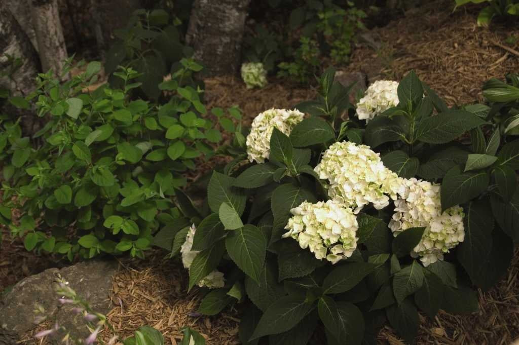 hydrangea macrophylla ‘blushing bride’ ENDLESS SUMMER BLUSHING BRIDE HYDRANGEA