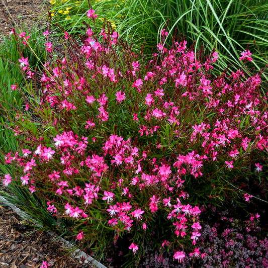 Gaura Steffi Dark Rose