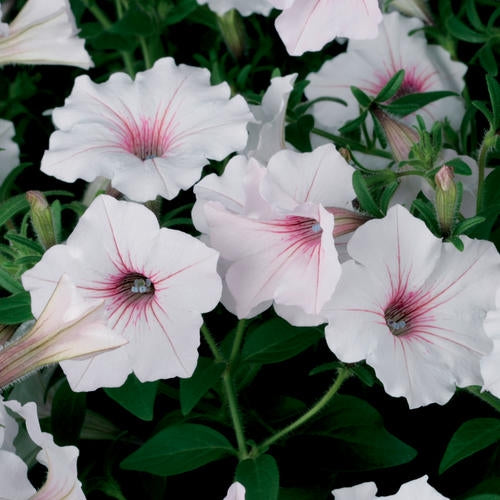 Supertunia Vista Silverberry (PW)