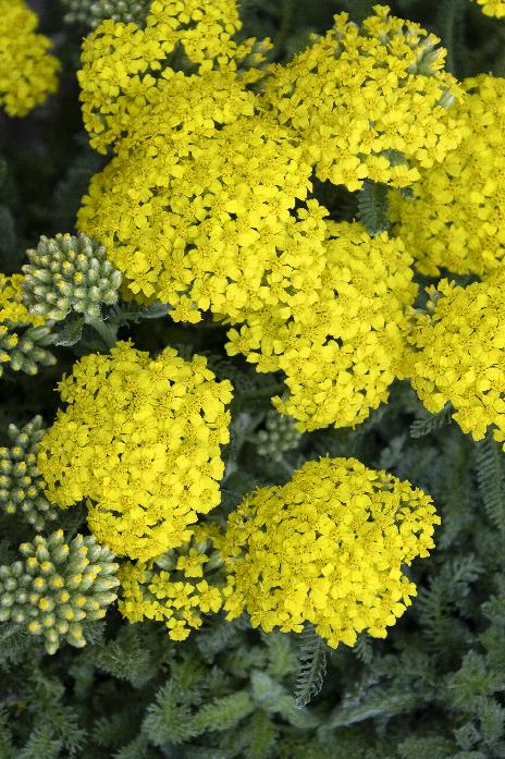 Achillea Milly Rock Yellow