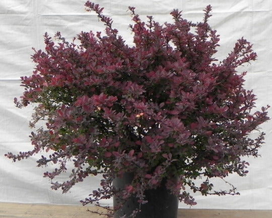 berberis thunbergii ‘gentry cultivar’ ROYAL BURGUNDY BARBERRY