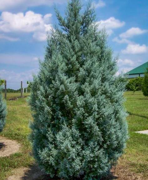 CYPRESS CAROLINA SAPPHIRE (15 gallon) Cupressus Arizonica 'Carolina Sapphire'