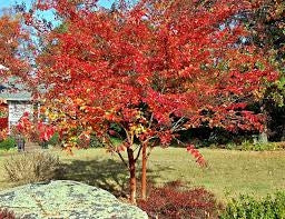 lagerstroemia indica x fauriei 'natchez’ NATCHEZ CRAPE MYRTLE