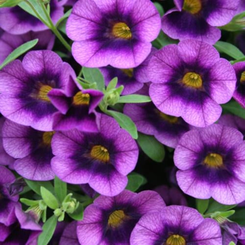 Calibrachoa SuperBells Grape Punch 4.5" (PW) (SHIPPED)