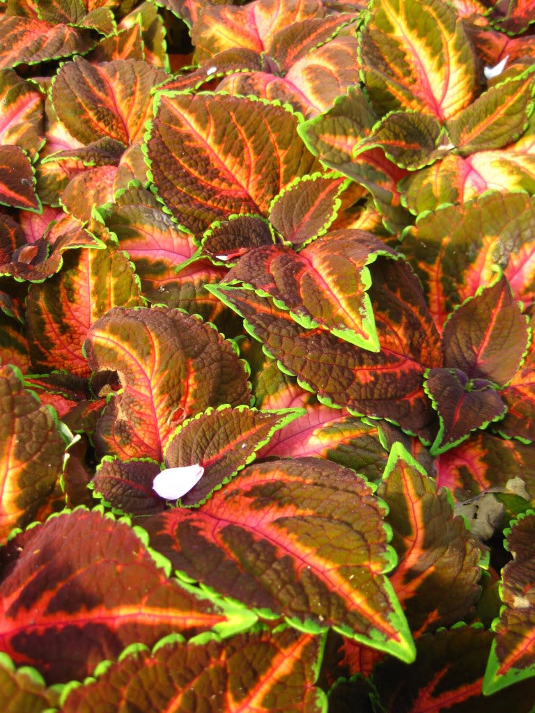 Coleus Festive Dance (6-06 Pack) (Shipped)