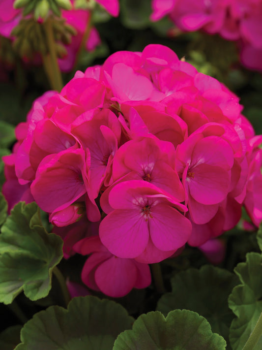 Geranium Pinto Lavender Rose (4" Pot)