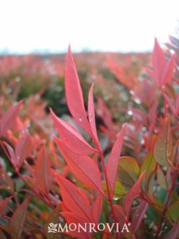 nandina domestica 'gulf stream' GULF STREAM HEAVENLY BAMBOO