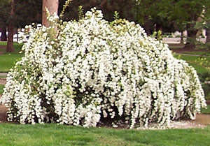 spirea japonica ‘double bridal wreath’ DOUBLE BRIDAL WREATH SPIREA