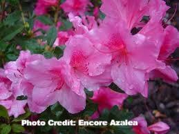 azalea x ‘encore’ AUTUMN AMETHYST