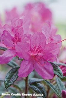 azalea x ‘encore’ AUTUMN AMETHYST