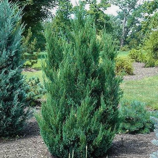 Blue Point Juniper (7 Gallon)