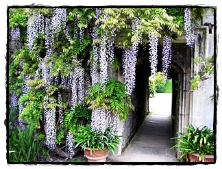 wisteria americanum AMETHYST FALLS WISTERIA