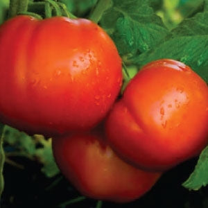 Tomato Celebrity (12-04 Pack) (Shipped)