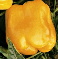 Pepper Sweet Golden California Wonder (12-04 Pack) (Shipped)