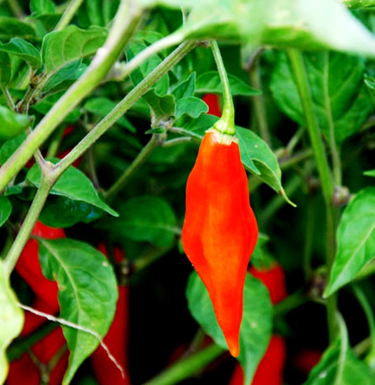 Pepper Hot Habanero Red (12-04 Pack) (Shipped)