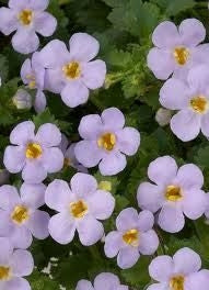 Bacopa Scopia Gulliver Blue (4.5" Pot)