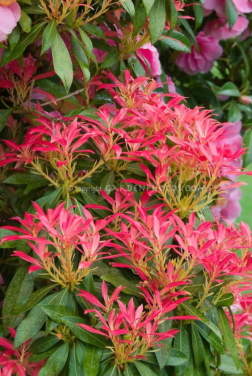 pieris japonica 'mountain fire' MOUNTAIN FIRE ANDROMEDA