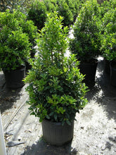 Load image into Gallery viewer, ilex x ‘oakland’ OAKLAND HOLLY