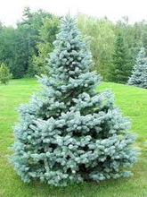 Load image into Gallery viewer, picea pungens glaca ‘Baby Blue Eyes’ BABY BLUE EYES SPRUCE