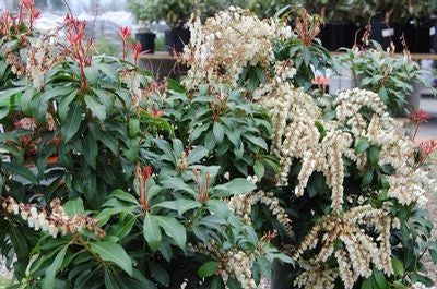 pieris japonica 'mountain fire' MOUNTAIN FIRE ANDROMEDA