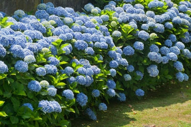 hydrangea macrophylla ‘nikko blue’ NIKKO BLUE HYDRANGEA