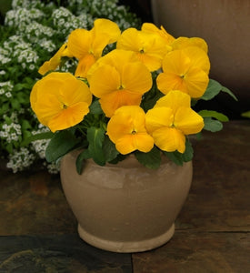 Viola Colormax Clear Yellow
