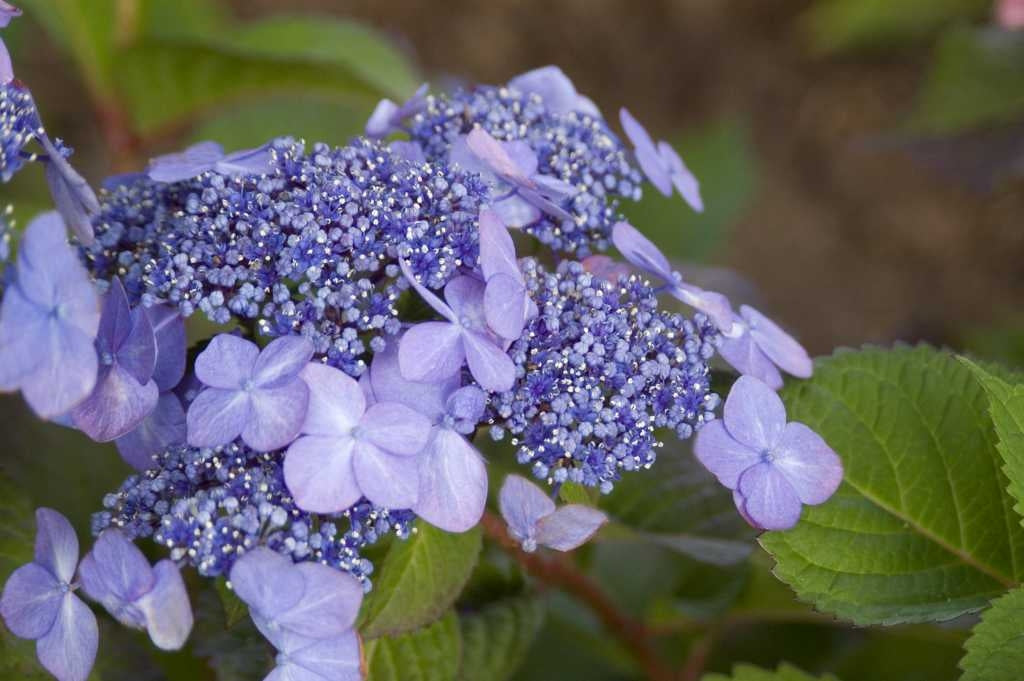 hydrangea macrophylla ‘twist-n-shout’ ENDLESS SUMMER TWIST N SHOUT HYDRANGEA