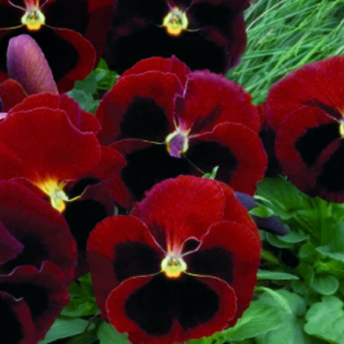 Colossus Red With Blotch